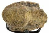 Fossil Theropod Vertebra Section w/ Metal Stand - Colorado #363569-2